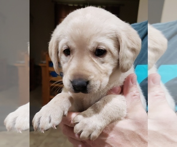 Medium Photo #144 Labrador Retriever Puppy For Sale in OLYMPIA, WA, USA