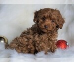 Small Photo #3 Poodle (Miniature) Puppy For Sale in FREDERICKSBG, OH, USA