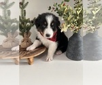 Puppy Faith Australian Shepherd