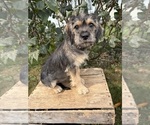 Tia - Female Schnoodle (Miniature) Puppy for Sale - Photo #3