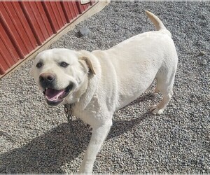Labrador Retriever Puppy for sale in CATO, NY, USA