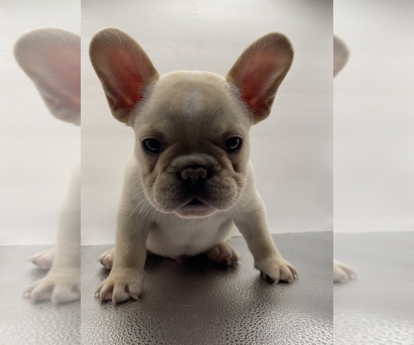 Medium Photo #2 French Bulldog Puppy For Sale in CLEARWATER, FL, USA