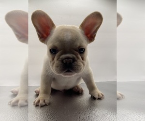 Medium French Bulldog