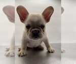 Puppy Thunder French Bulldog