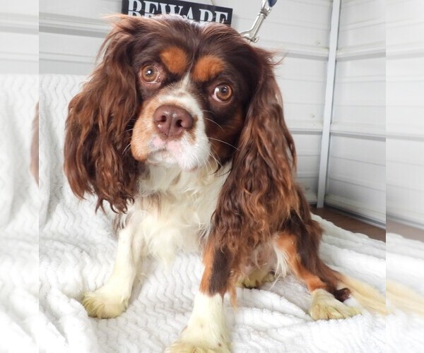 Medium Photo #1 Cavalier King Charles Spaniel Puppy For Sale in CARLISLE, KY, USA