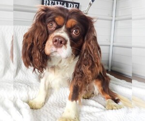 Father of the Cavalier King Charles Spaniel puppies born on 06/15/2025