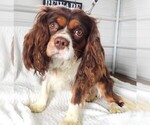 Small Photo #1 Cavalier King Charles Spaniel Puppy For Sale in CARLISLE, KY, USA