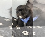 Small Photo #3 Shih-Poo Puppy For Sale in HESPERIA, CA, USA