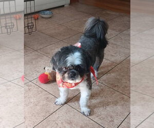 Max - Male Shih Tzu Dog for Adoption - Photo #6