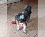 Small Photo #6 Shih Tzu Puppy For Sale in Canton, CT, USA
