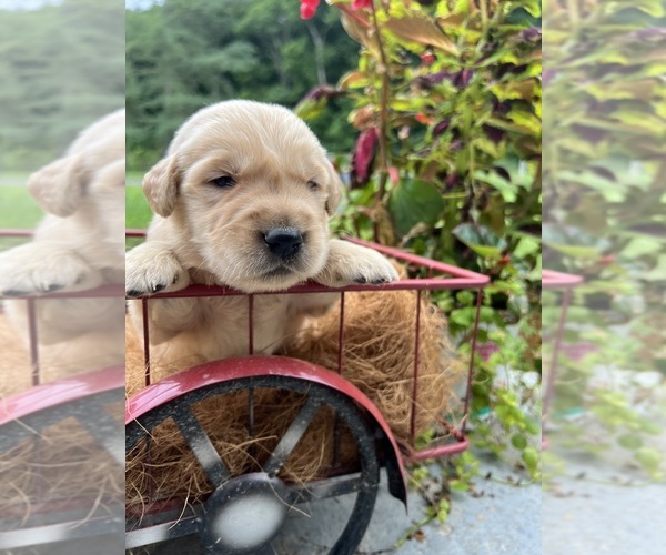 Medium Photo #1 Golden Retriever Puppy For Sale in NEOLA, WV, USA