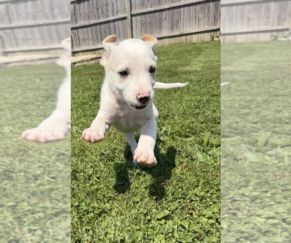 Medium Photo #4 Jack Russell Terrier-Unknown Mix Puppy For Sale in Aurora, IN, USA