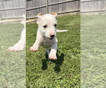 Small #3 Jack Russell Terrier Mix