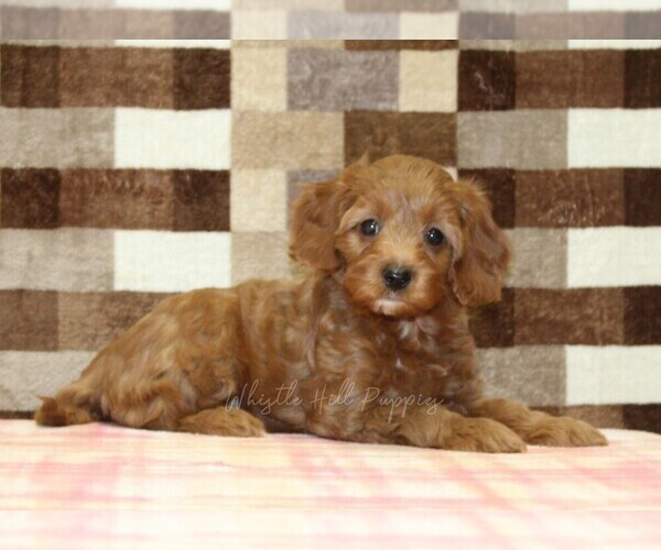 Medium Photo #2 Cavapoo (Miniature) Puppy For Sale in DENVER, PA, USA
