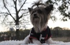 Small Photo #1 Yorkshire Terrier Puppy For Sale in EVANS, GA, USA