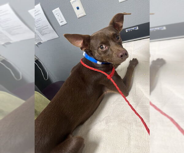 Medium Photo #1 Chihuahua-Unknown Mix Puppy For Sale in Las Vegas, NV, USA