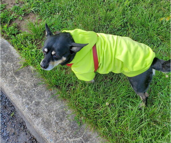 Medium Photo #10 Chipin Puppy For Sale in Westminster, MD, USA