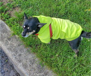 Solomon - Male Chipin Dog for Adoption - Photo #10