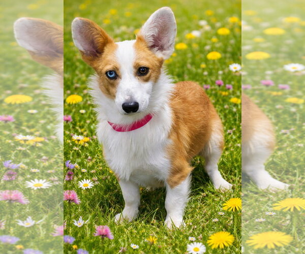 Medium Photo #1 Mutt Puppy For Sale in Bon Carbo, CO, USA