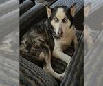 Small Huskies  Mix
