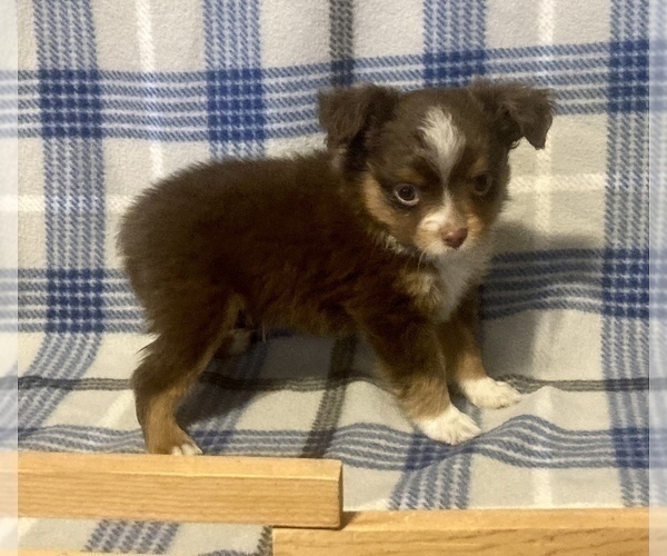 Medium Photo #3 Miniature Australian Shepherd Puppy For Sale in FORT MORGAN, CO, USA