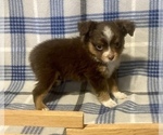 Small Photo #3 Miniature Australian Shepherd Puppy For Sale in FORT MORGAN, CO, USA