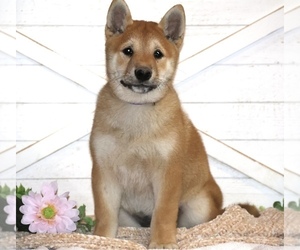 Shiba Inu Puppy for sale in PLATTEVILLE, WI, USA