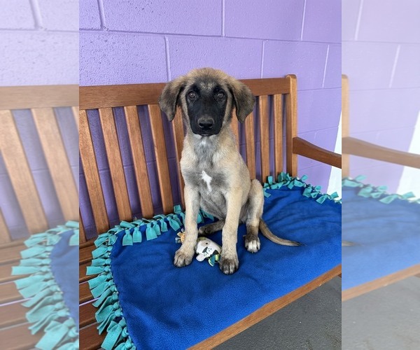 Medium Photo #1 Anatolian Shepherd-Unknown Mix Puppy For Sale in Genesee, WI, USA