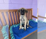 Small Anatolian Shepherd Mix