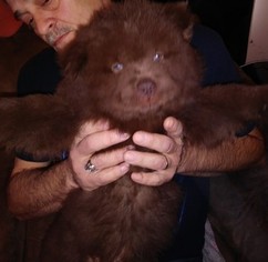 Chow Chow Puppy for sale in BAY CITY, MI, USA