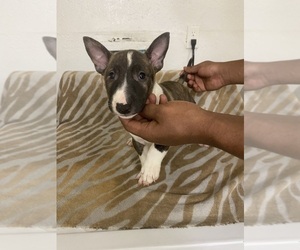 Bull Terrier Puppy for sale in BAYTOWN, TX, USA