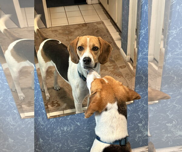 Medium Photo #2 Beagle Puppy For Sale in Valrico, FL, USA