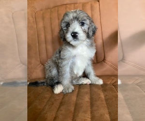Goldendoodle (Miniature) Puppy for Sale in BUFFALO, New York USA
