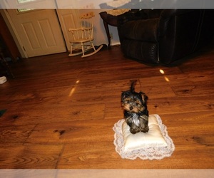 Yorkshire Terrier Puppy for Sale in WARRENSBURG, Missouri USA