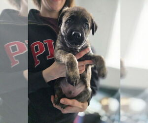 Australian Shepherd-Catahoula Leopard Dog Mix Dogs for adoption in Aurora, IN, USA
