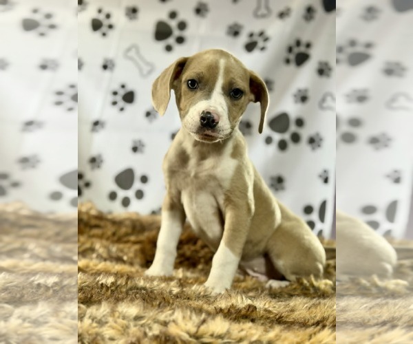 Medium Photo #2 Labrador Retriever-Unknown Mix Puppy For Sale in SHERBURNE, NY, USA