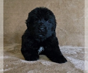 Medium Newfoundland