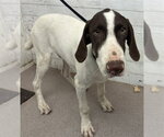 FLAPJACK - Male Pointer-Unknown Mix Dog for Adoption - Small photo