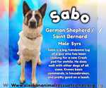 Small #1 German Shepherd Dog-Saint Bernard Mix