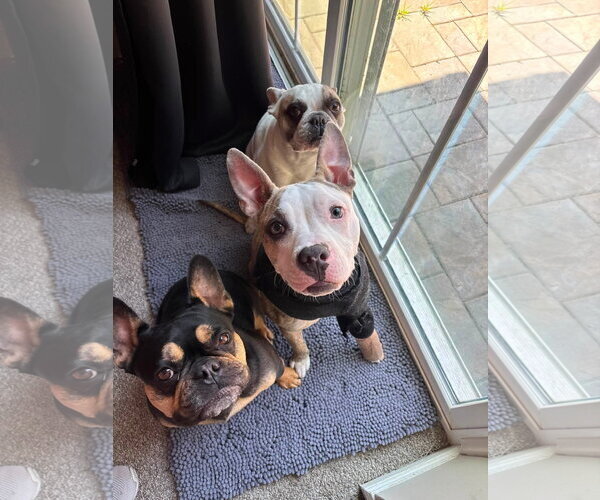 Medium Photo #3 Bullboxer Pit Puppy For Sale in Germantown, OH, USA