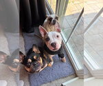 Small #2 Bullboxer Pit
