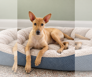 Basenji-Labrador Retriever Mix Dogs for adoption in Sanford, FL, USA