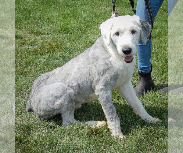 Medium Photo #4 Mutt Puppy For Sale in Huntley, IL, USA