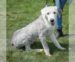 Small #3 Mutt