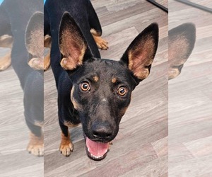 Australian Kelpie-Unknown Mix Dogs for adoption in New York, NY, USA