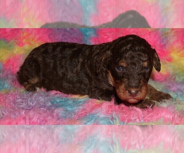 Medium Photo #3 Labradoodle Puppy For Sale in LA HABRA, CA, USA