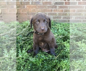 Labradoodle-Labrador Retriever Mix Puppy for sale in RUTHERFORDTON, NC, USA