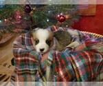 Small Photo #4 Pembroke Welsh Corgi Puppy For Sale in NIANGUA, MO, USA