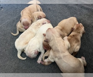 Golden Retriever Puppy for Sale in NEOLA, West Virginia USA