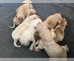 Image preview for Ad Listing. Nickname: AKC Golden Retr